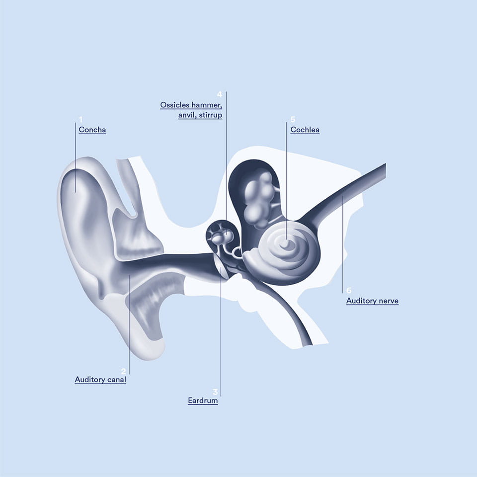 schematic of the ear